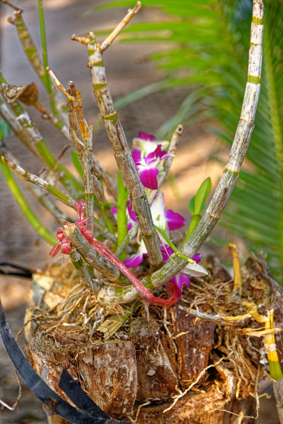 Wspólne tajski fioletowy kwiat orchidei należący do rodziny storczykowatych, zróżnicowane i powszechne rodzina roślin okrytonasiennych - Zdjęcie, obraz