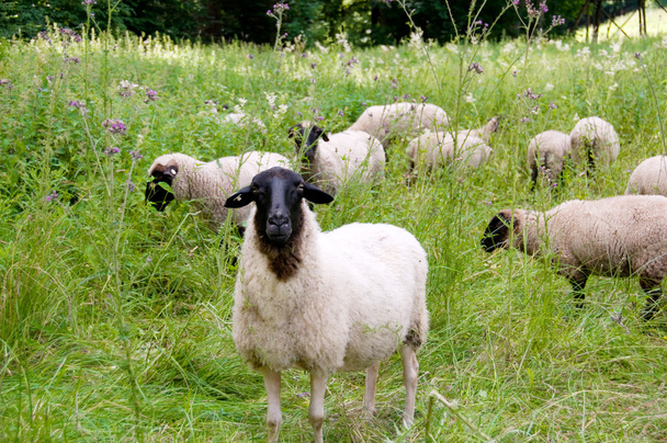 Rebaño de ovejas
. - Foto, Imagen