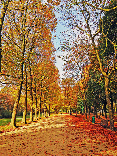Πάρκο φθινόπωρο στις Βρυξέλλες, Βέλγιο - Φωτογραφία, εικόνα
