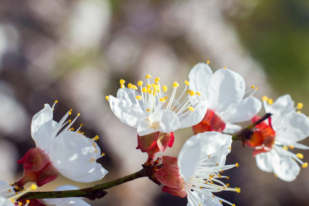 アプリコットの木の花を閉じる。春の太陽の下で来ている。はがきの背景 - 写真・画像