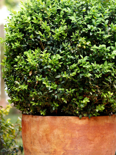 grüner Buxus auf einem Tontopf - Foto, Bild