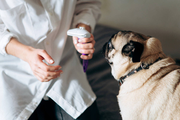 Shot of a cute pug lying on a bed looking at groomer brushing his fur. The concept of taking care of your best friend. - Photo, Image