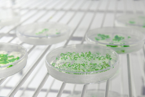 Close-up de culturas em placas de Petri no refrigerador do laboratório de biociência. Conceito de ciência, laboratório e estudo de doenças. Desenvolvimento do tratamento com o Coronavirus (COVID-19)
. - Foto, Imagem