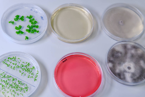 Culture in a petri dish for pharmaceutical bioscience research. Concept of science, laboratory and study of diseases. Coronavirus (COVID-19) treatment developing. - Foto, afbeelding