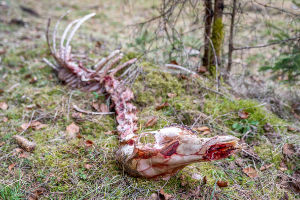 Vahşi kurtlar tarafından bir geyik cesedi yenmiş. - Fotoğraf, Görsel