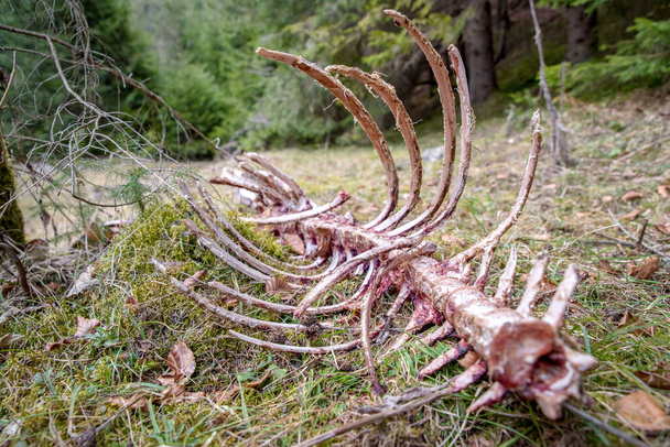 Eaten corpse of a doe in forest. Ludrovska valley, Slovakia - Photo, Image