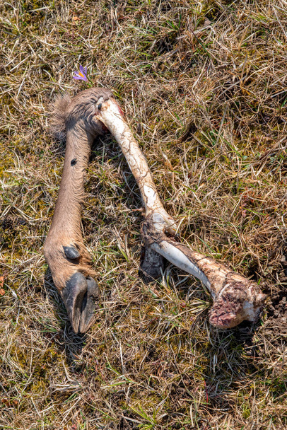 Leg with hoof. Deer killed by wild wolves - Photo, Image