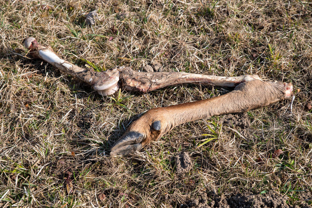 Leg with hoof. Dead doe - Photo, Image
