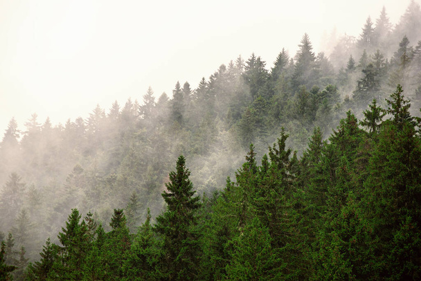 Misty mountain landscape - Photo, image