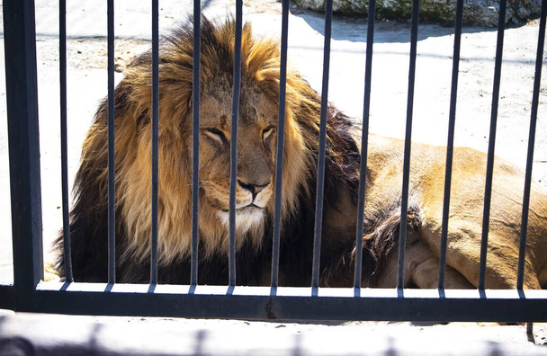 Nagy, erős hím oroszlán ül egy magas sziklán a helyi állatkertben. A zárás sok állat etetését jelenti. Ez az oroszlán egy magas ülőrúdnál várt, hogy vigyázzon a gondnokára és a vacsorájára.. - Fotó, kép