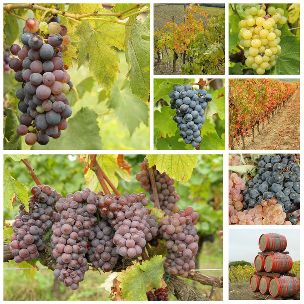 wine collage - Photo, Image