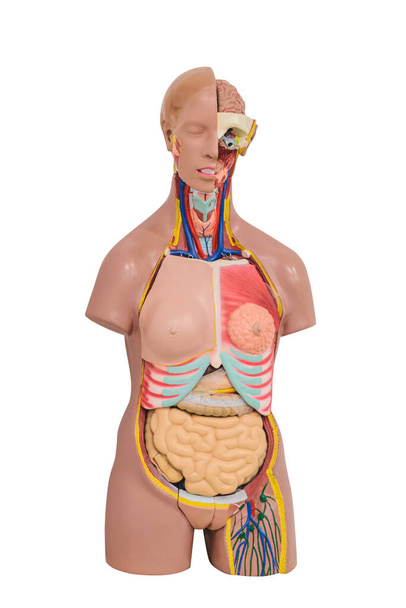 Anatomy class. Mannequin of the internal structure of man. Vertical frame - Photo, Image