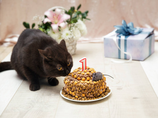 Britské kotě dostalo jako dárek k narozeninám dort z kočičí pasty a hranolek - Fotografie, Obrázek