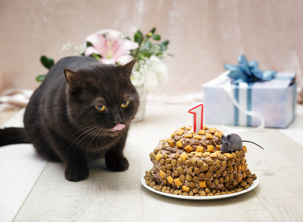 Το βρετανικό γατάκι έλαβε ένα κέικ με πάστα γάτας και πατατάκια ως δώρο γενεθλίων. - Φωτογραφία, εικόνα
