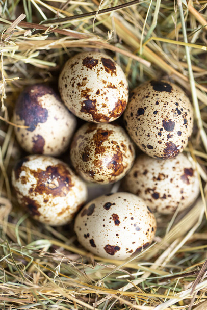 干し草の中のウズラの卵の閉じる,食品の概念 - 写真・画像