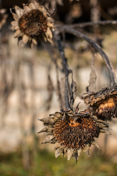 Большой сухой коричневый и мертвый подсолнух в саду
 - Фото, изображение