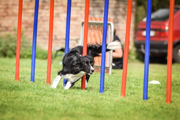 Ihana tricolor Border collie on käynnissä pujottelu tsekki agility kilpailu pujottelu. Koirat rakastavat sitä.! - Valokuva, kuva
