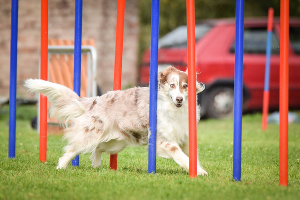 Redmerle σύνορα Collie τρέχει σε τσέχικη ευκινησία ανταγωνισμού σλάλομ. Πράγα Διαγωνισμός ευκινησίας στο πάρκο σκυλιών Pesopark. - Φωτογραφία, εικόνα