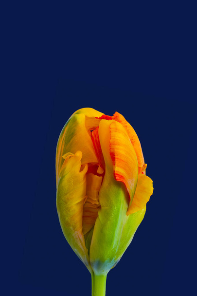 loro tulipán surrealista fantasía vibrante color macro, audaz fondo azul, arte fino bodegón estilo de pintura vintage
 - Foto, Imagen