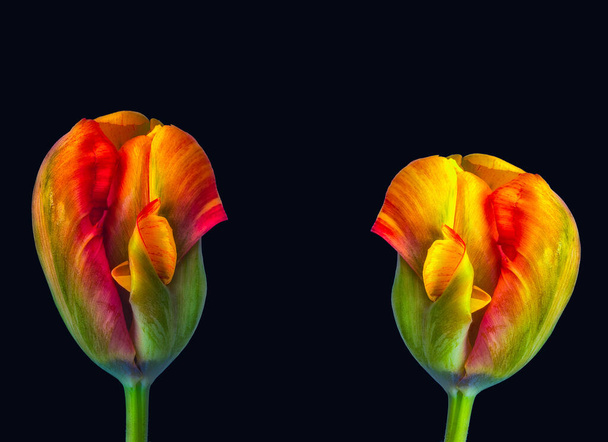 loro tulipán par surrealista fantasía colorido macro, fondo negro, arte fino bodegón estilo de pintura vintage
 - Foto, Imagen