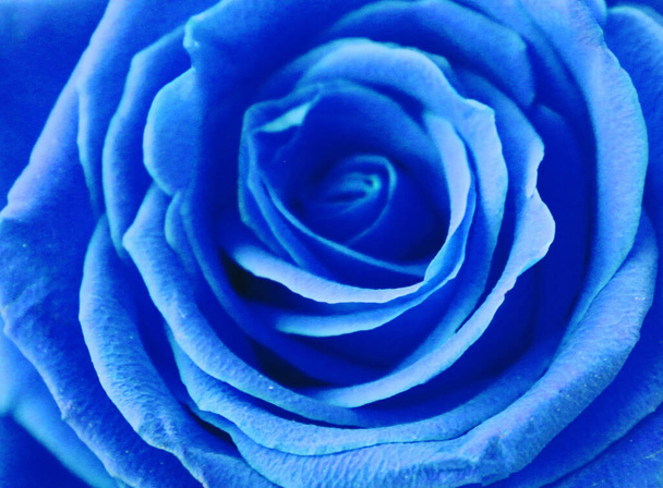 Vista de cerca de hermosa rosa azul
 - Foto, Imagen