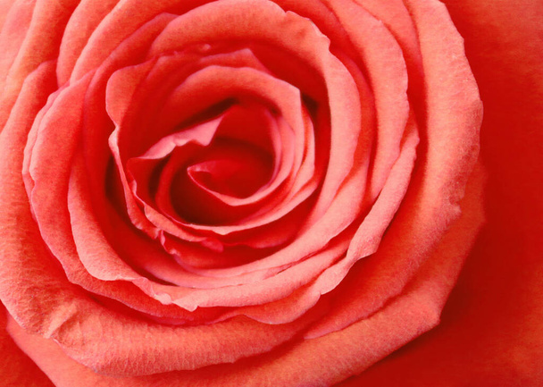 Close up view of beautiful orange rose - Photo, Image
