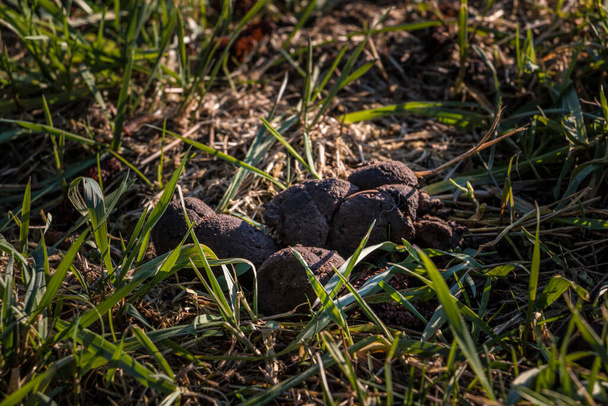 Cacca di cane lasciata in mezzo al campo
 - Foto, immagini