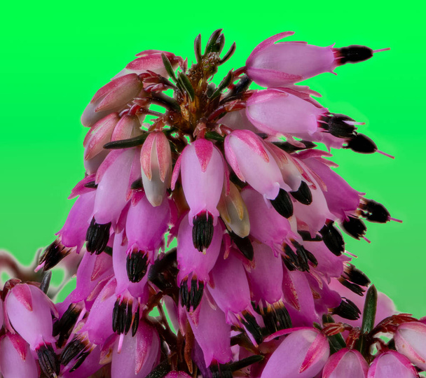 Macro of blossoms from a winter-flowering heather plant (erica carnea) - Photo, Image