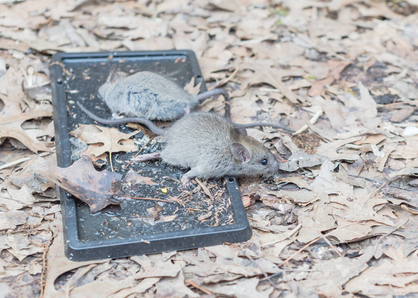 Ratón capturado tratando de escapar de las trampas de pegamento negro cerca de la cama de jardín elevada. Todo el cuerpo de ratones se atascan y permanecen en la trampa. Concepto de roedores naturales no tóxicos y control de plagas
 - Foto, Imagen