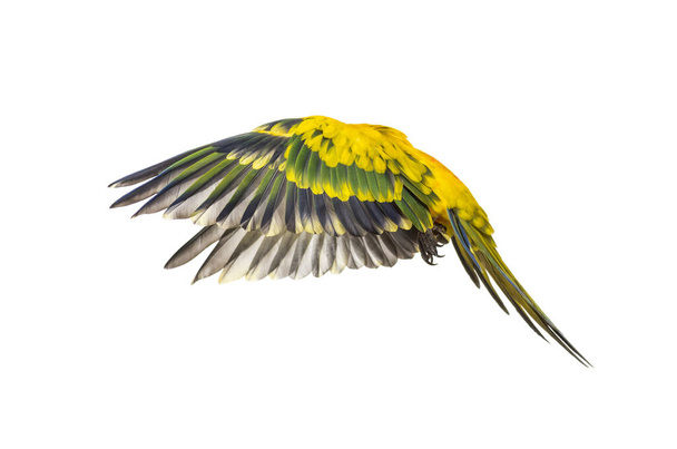 sun parakeet, bird, Aratinga solstitialis, flying, isolated - Photo, Image