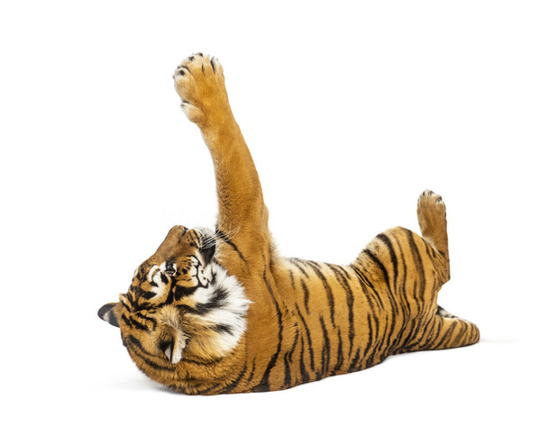 Tygr leží a hraje si, velká kočka, izolovaná na bílém - Fotografie, Obrázek