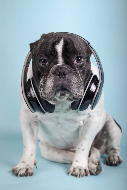Divertido Bulldog francés sentado mirando a la cámara con auriculares sobre fondo azul. Tecnología y música
 - Foto, imagen