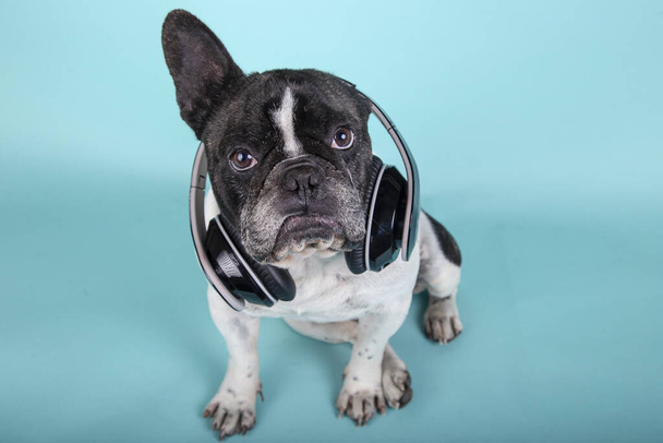 Grappige hond franse bulldog zitten kijken naar camera met koptelefoon op blauwe achtergrond Foto genomen van boven.Technologie en muziek - Foto, afbeelding