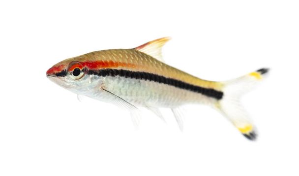 Lado de una barba Denison, pescado, Sahyadria denisonii, aislado en blanco
 - Foto, imagen