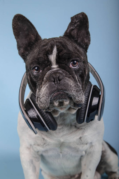 Retrato aislado de bulldog francés mirando a la cámara con auriculares en el cuello sobre fondo azul.. Tecnología y música
 - Foto, imagen