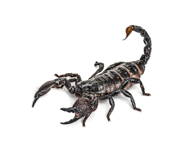 Empereur scorpion attaquant, Pandinus imperator, isolé
 - Photo, image