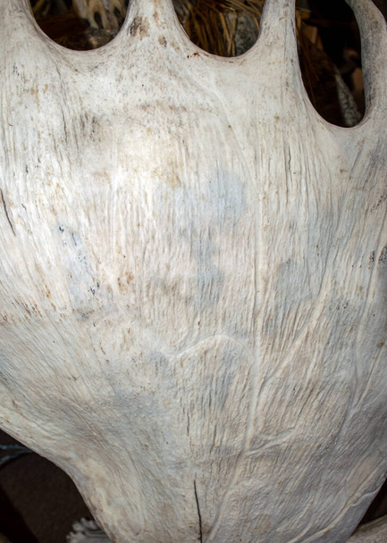A fehér jávorszarvas agancs egyedi hátteret vagy textúrát alkot. Bokeh-hatás és másolás. - Fotó, kép