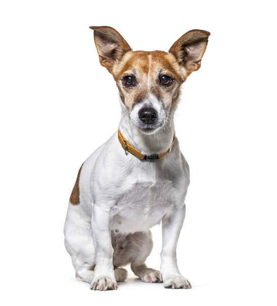 Jack Russel Terrier sentado con un collar, aislado en blanco
 - Foto, imagen