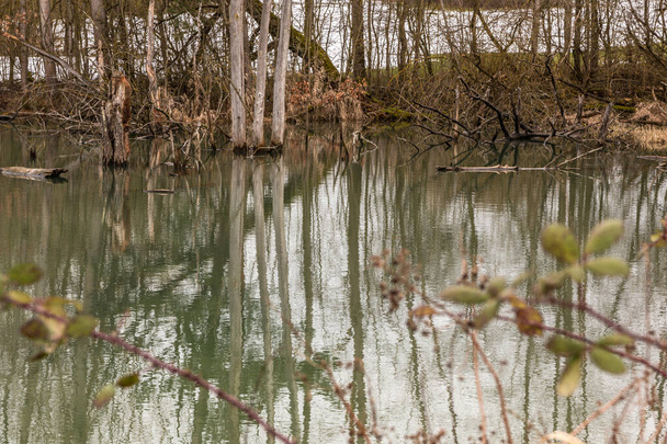 Małe bagna ze stagnacją wody i połamanymi drzewami - Zdjęcie, obraz