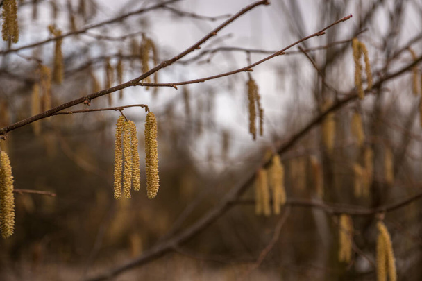 Fındık ağacı ve bir sürü büyük sarı fındık poleni. - Fotoğraf, Görsel