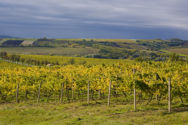 wijngaarden, Tsjechië - Foto, afbeelding