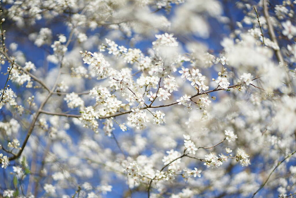 Wide shot of white delicate wild cherry blossom (prunus avium) against blue sky                                 - Photo, Image