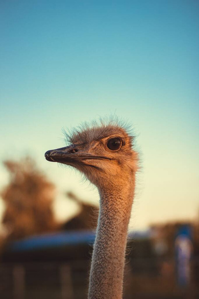 A closeup shot of a common ostrich with the blue sky in the background - 写真・画像