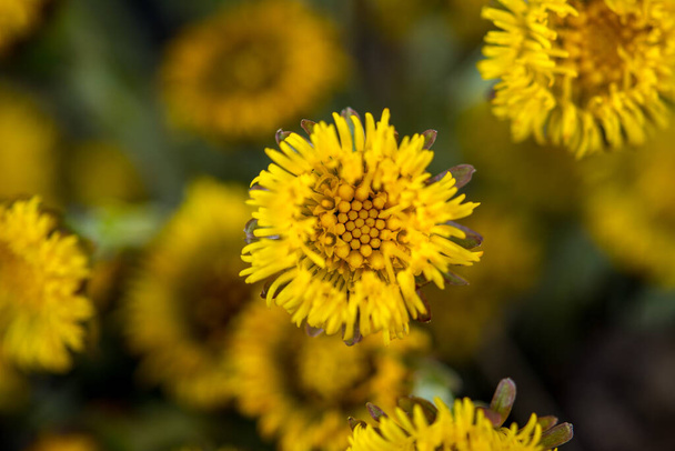 Blooming in early spring bush coltsfoot. Beautiful yellow coltsfoot flower. Tussilago farfara (Coltsfoot) - Foto, Imagen