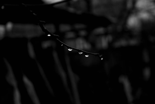 Drops of water on tree branches. Gray rain. Background. Texture. - Photo, Image