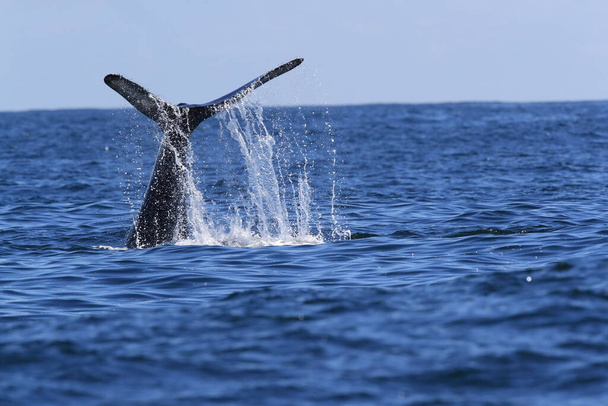 Μια φάλαινα βουτιές κοντά στο νησί Βανκούβερ - Φωτογραφία, εικόνα