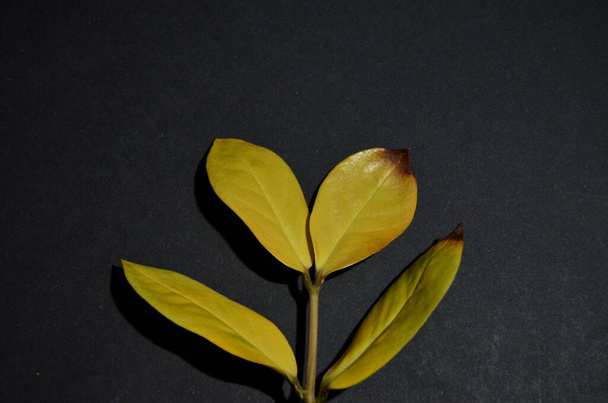 quatro folhas amarelas na borda inferior sobre um fundo preto orientação horizontal
 - Foto, Imagem