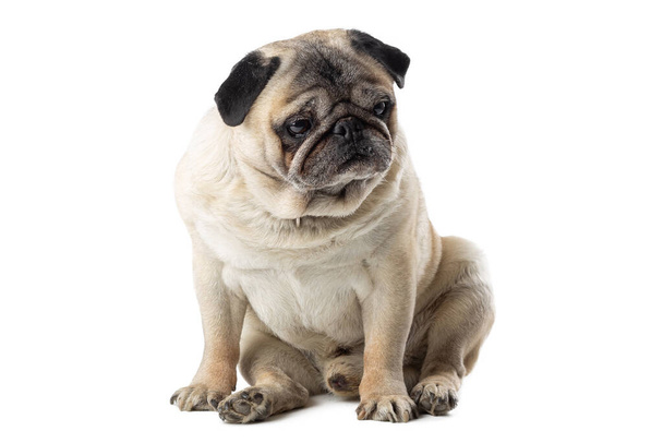 Funny mature pug sitting on white isolated background with adorable look - Photo, Image