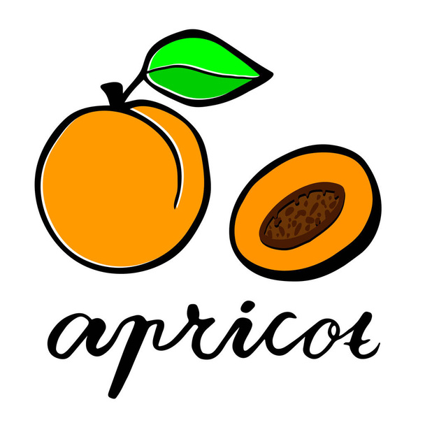 A ripe apricot, and the fruit in the cut. Flat vector illustration. Lettering word apricot - Vector, Image