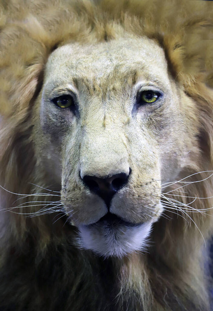 Beyaz arka planda yaşlı bir erkek aslanın portresi. Ayrıntılar aslan portresi - Fotoğraf, Görsel